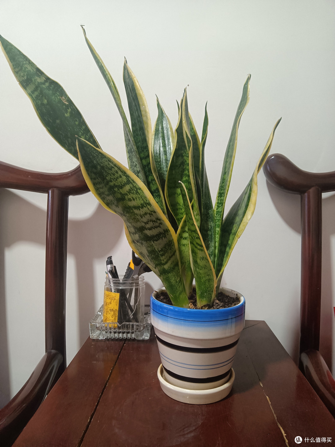 金边虎皮兰,这种植物很好养