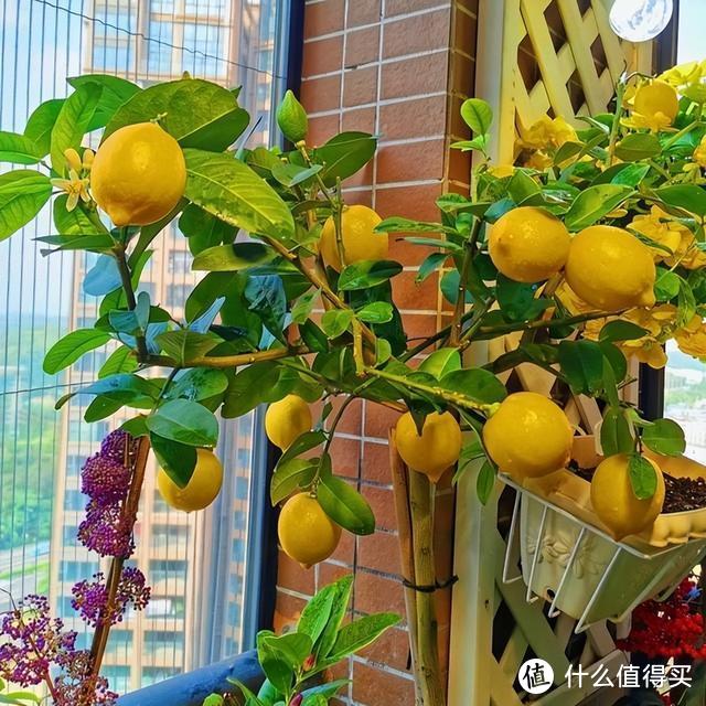 深圳一女子因阳台圈粉无数，网友：这果园太美了，居家隔离也不慌