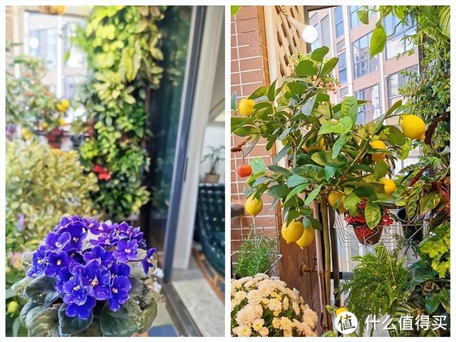 深圳一女子因阳台圈粉无数，网友：这果园太美了，居家隔离也不慌