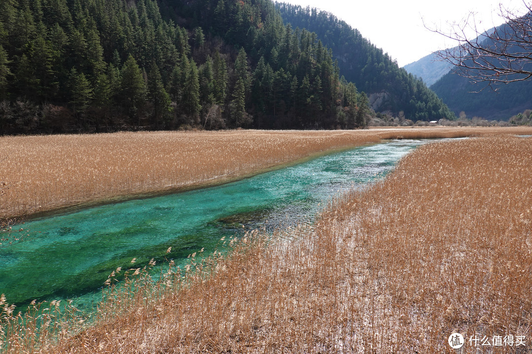 芦苇海碧绿的溪水