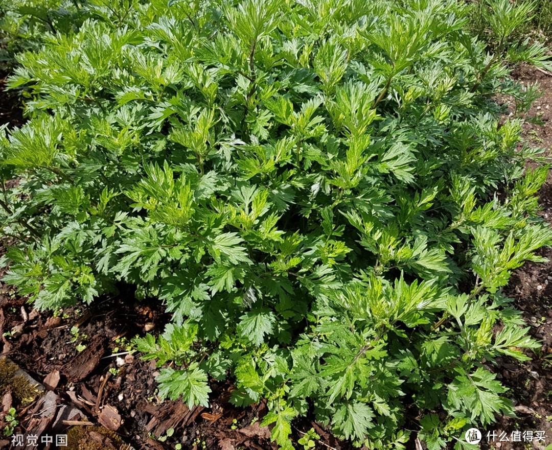 春天别只会吃青团，不用发酵的艾草蔬菜包，柔软蓬松、细腻香糯，超好吃