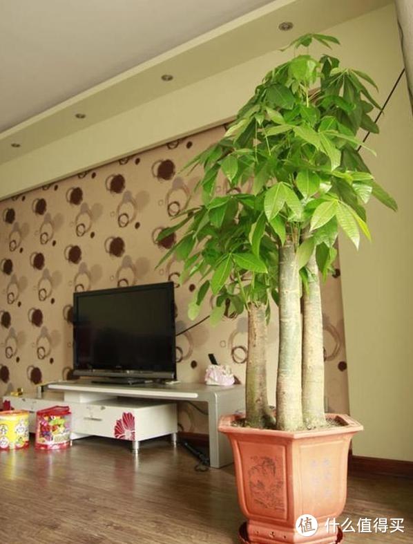 客厅可养“4种树”，四季常绿美观大气，带来健康福气财气好运气