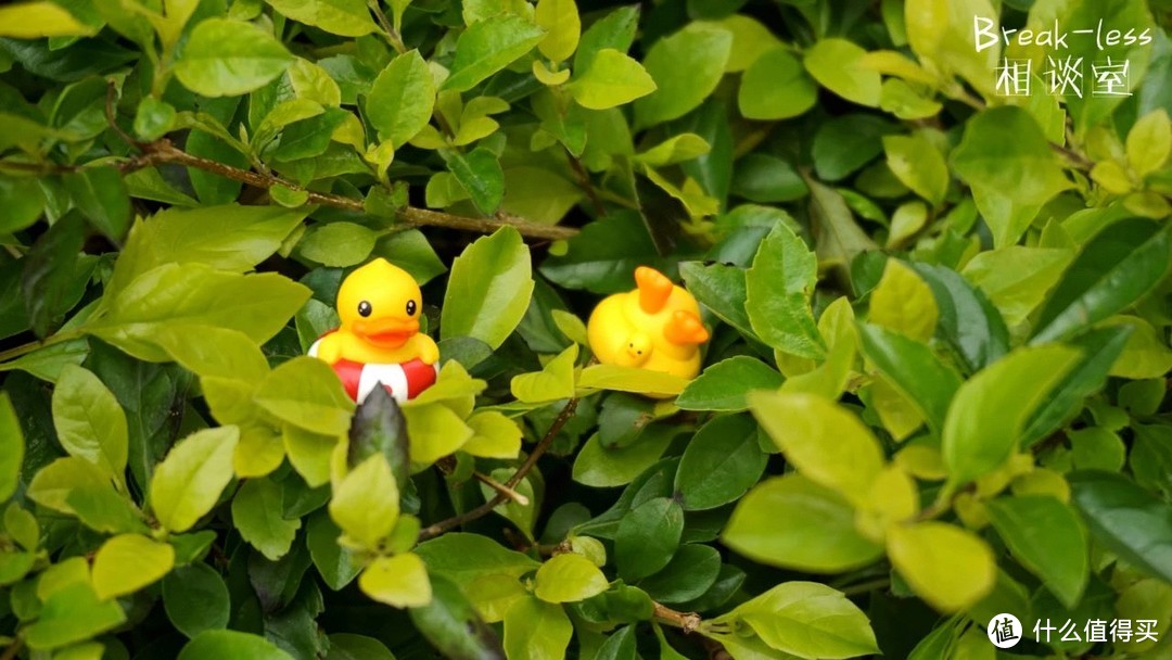 “鸭”力山大！——ZOMO X B.Duck小黄鸭盲盒键帽套装相谈室随拍随聊