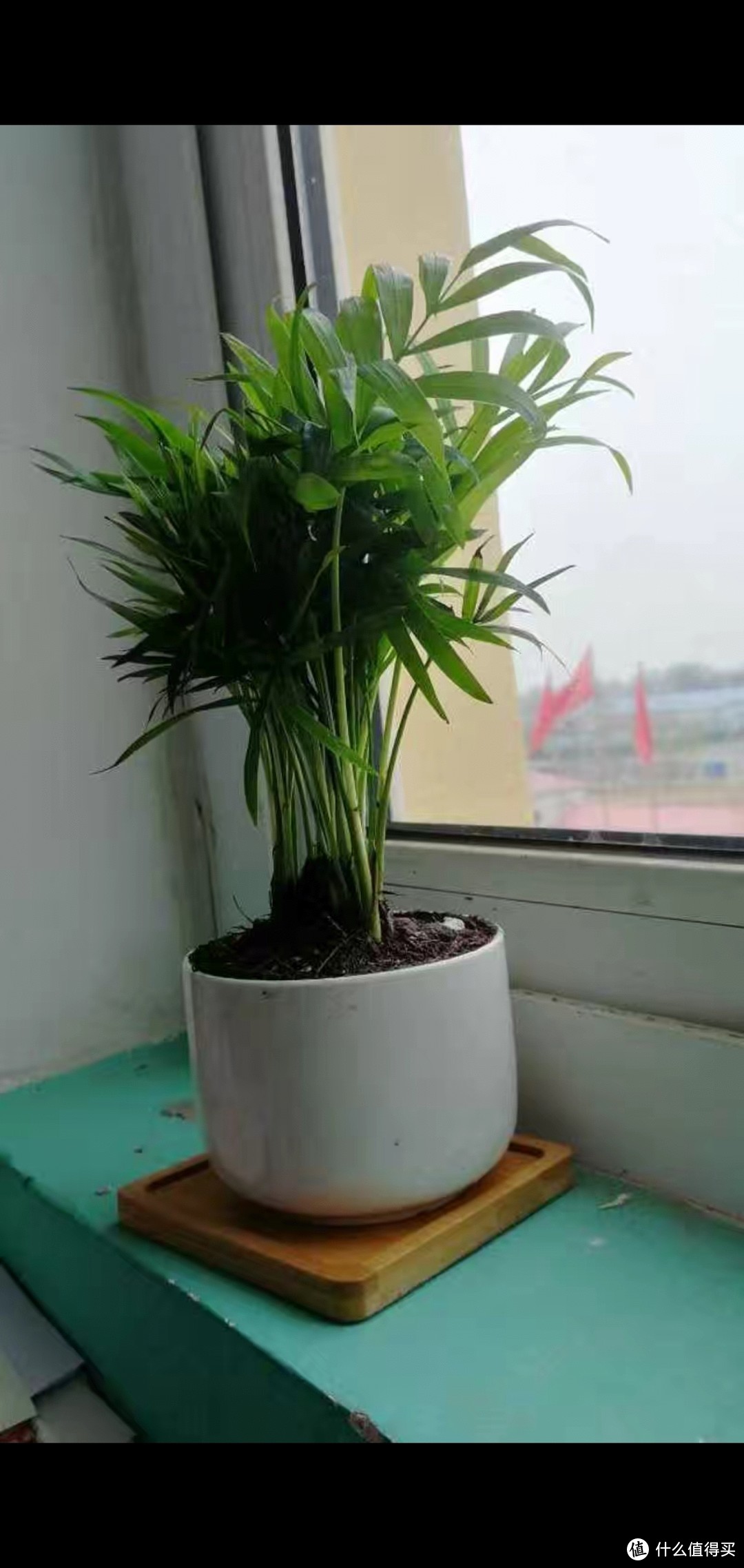 迷你小椰子树，绿色好养的小植物