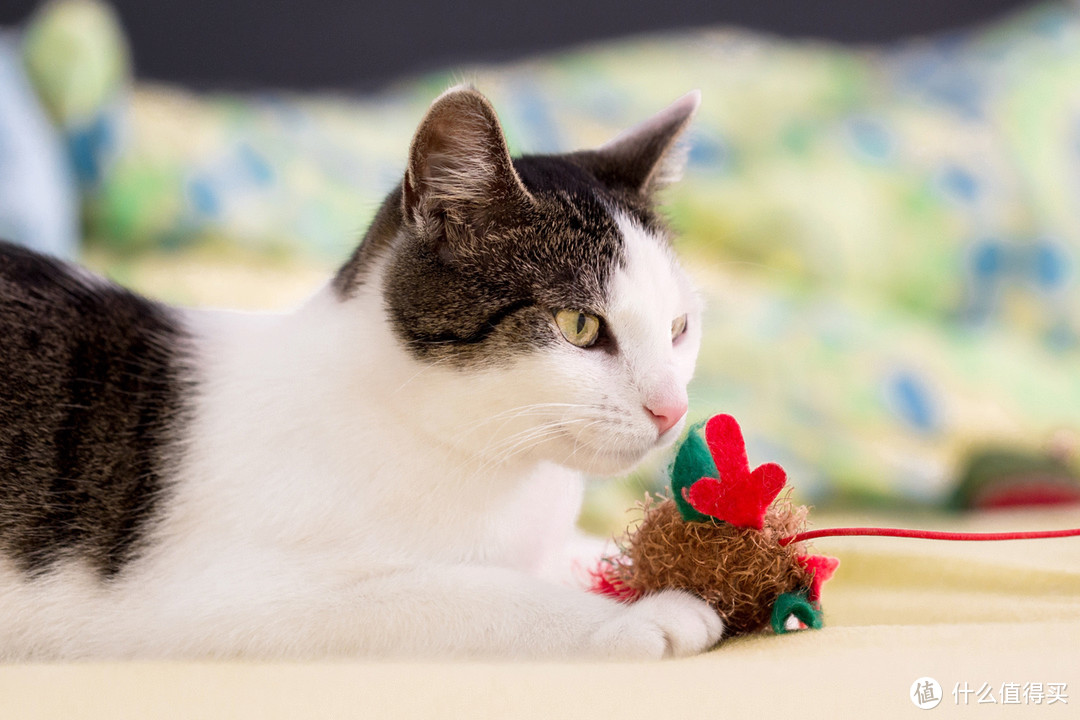 猫咪玩具推荐——不仅要让主子吃好也要玩好！