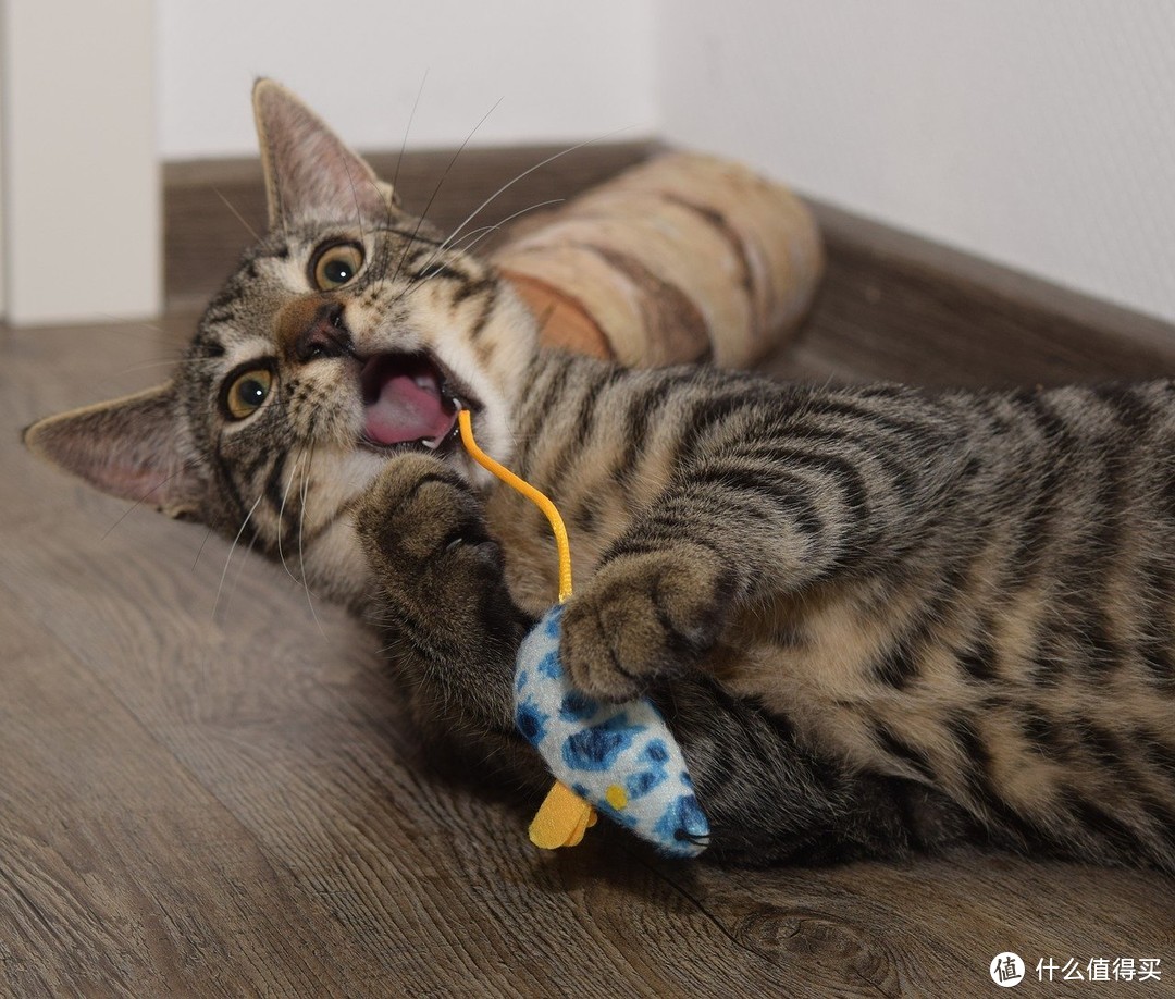 猫咪玩具推荐——不仅要让主子吃好也要玩好！
