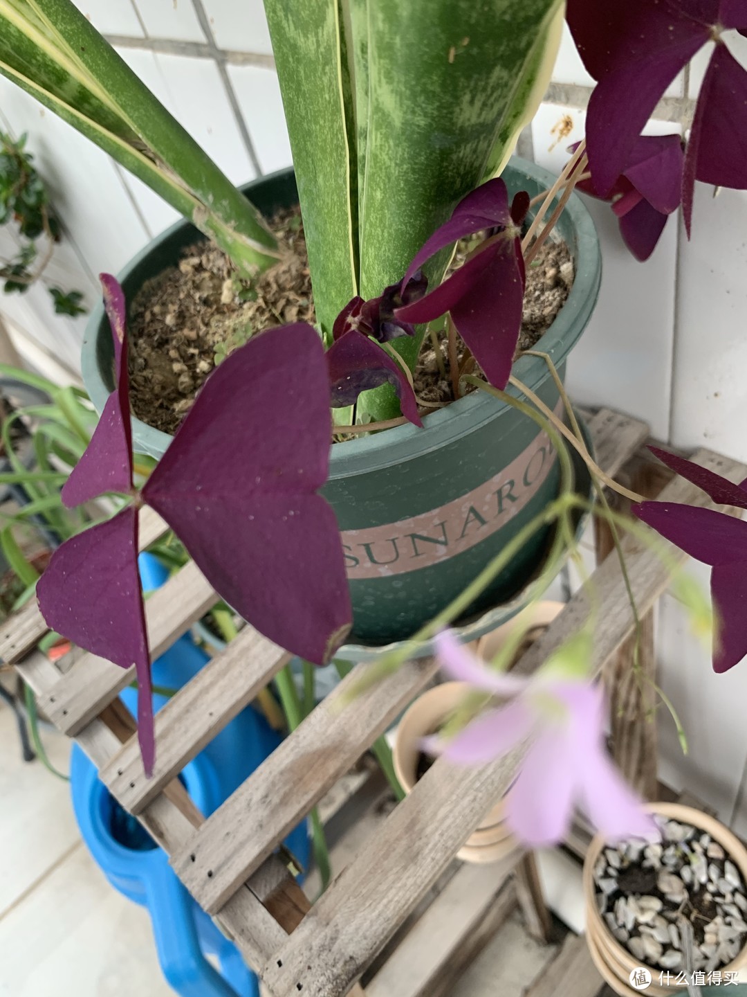 这种植物很好养：紫叶浆草