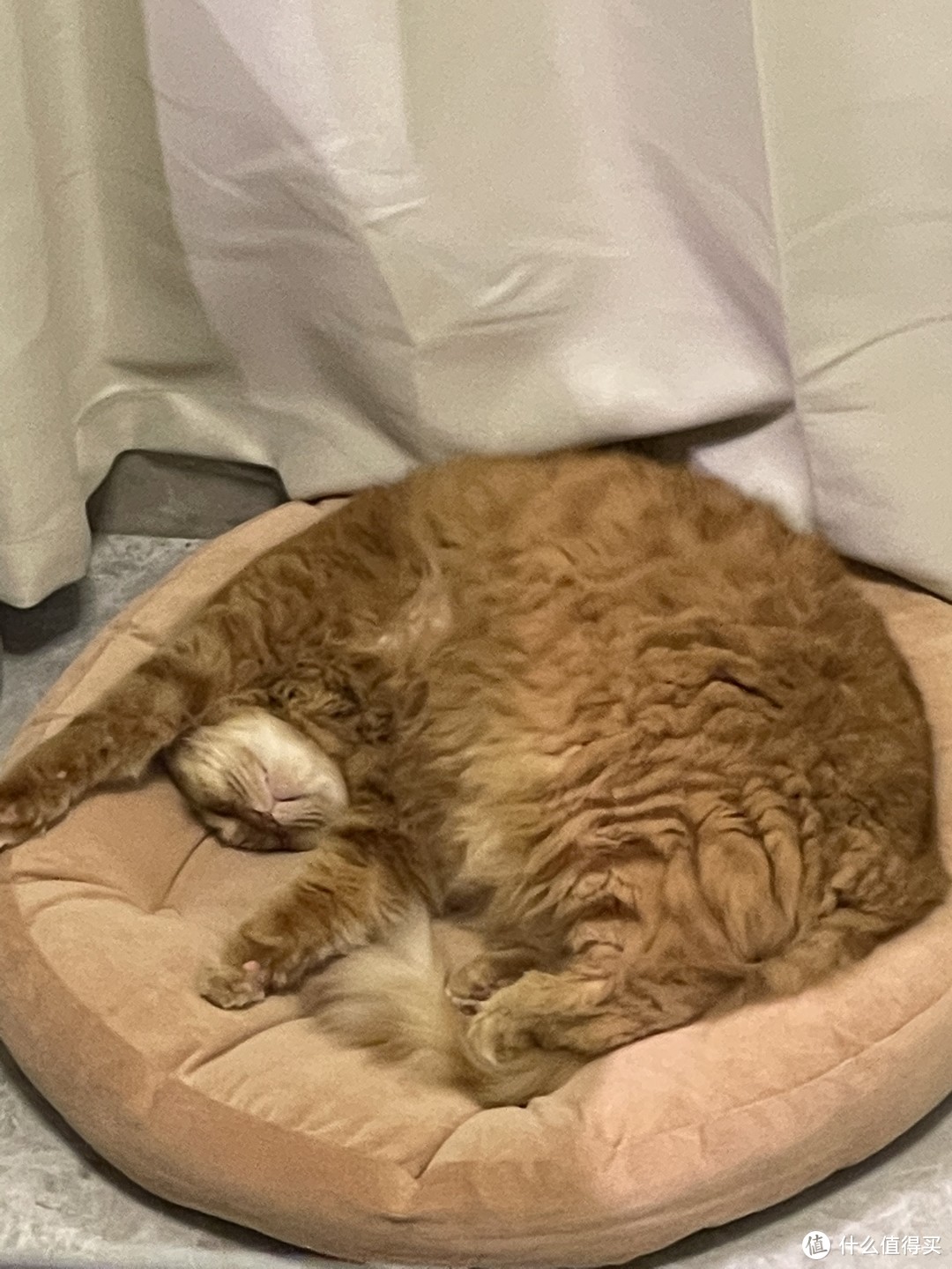 分享一下16斤大橘猫的奇葩睡姿