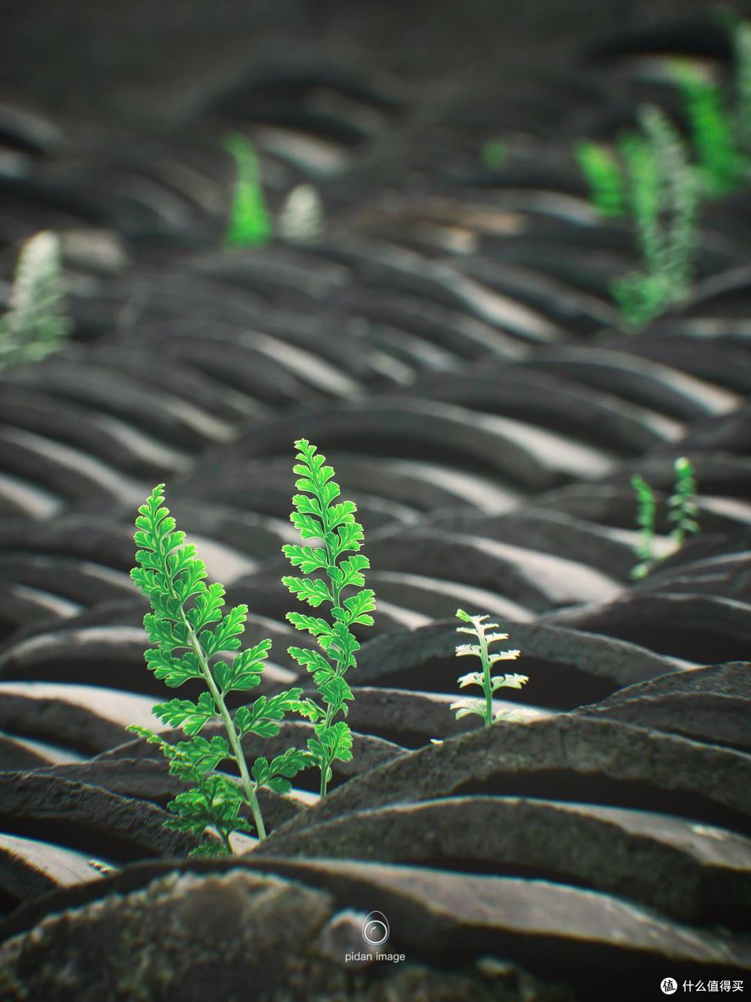 观察力,拍出"伟大的小草"