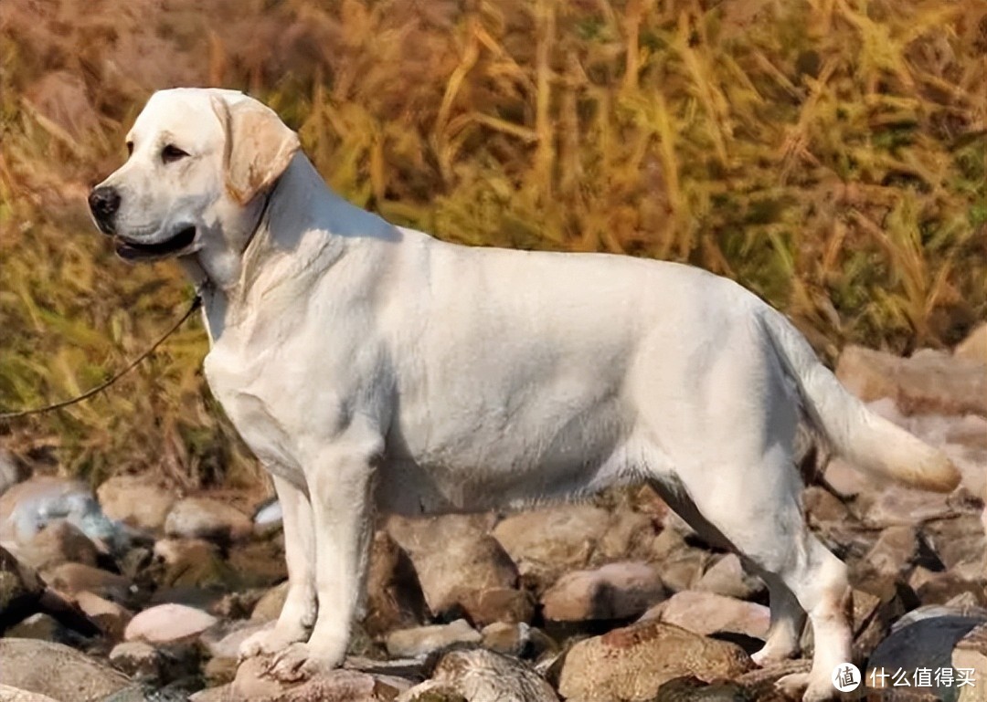 英勇搜救犬，最出色的5种，你认识几种？