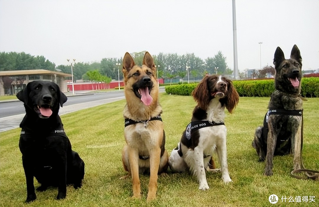 英勇搜救犬，最出色的5种，你认识几种？