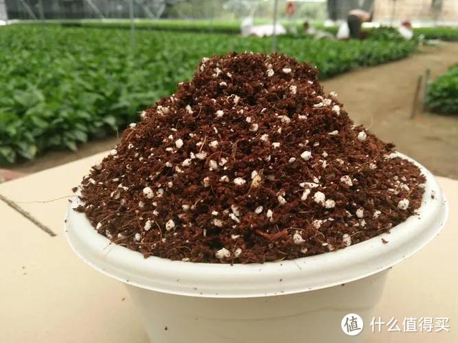 多肉，春天谨记“3喜2怕”，“状态”好又茁壮