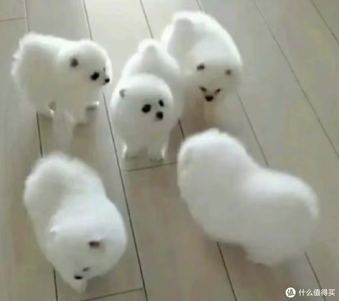 白色毛毛的小狗该怎么养？