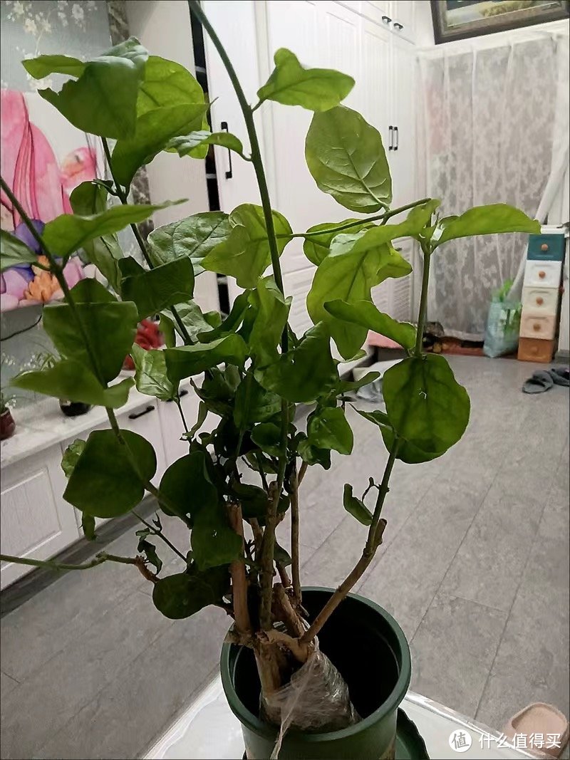 重瓣茉莉花盆栽浓香型室内绿植花卉盆景四季开花好养