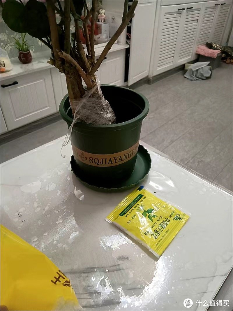 重瓣茉莉花盆栽浓香型室内绿植花卉盆景四季开花好养