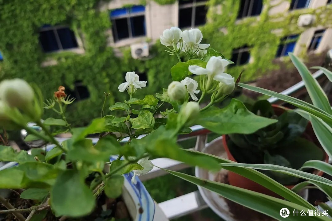 浇不死的栀子，晒不死的茉莉，大水大肥大太阳花后重剪的栀子花养护流程也可以养好茉莉