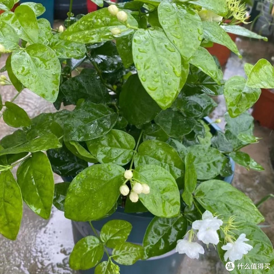 浇不死的栀子，晒不死的茉莉，大水大肥大太阳花后重剪的栀子花养护流程也可以养好茉莉