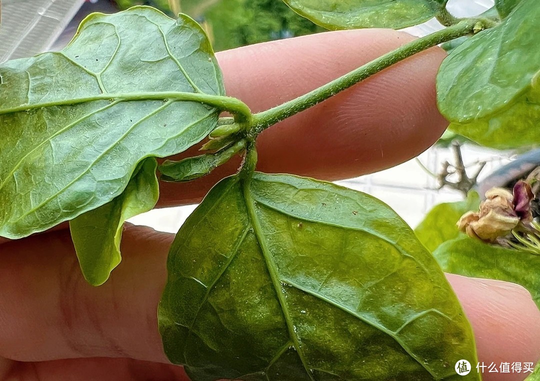 浇不死的栀子，晒不死的茉莉，大水大肥大太阳花后重剪的栀子花养护流程也可以养好茉莉