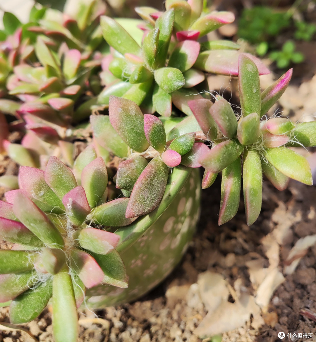 吹雪之松锦养着养着就爆了盆