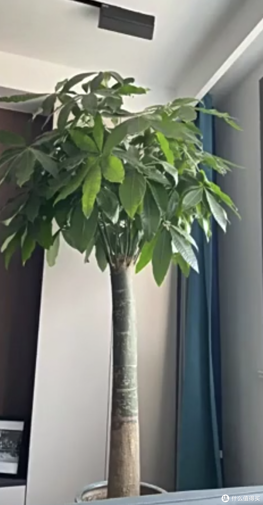 发财树怎么在家里种植。