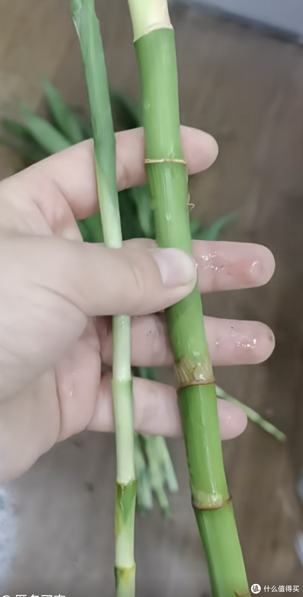 好运竹是一种常见的盆栽植物，其主要特点包括：