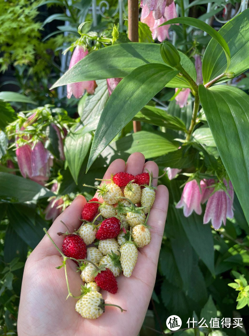 蓝妖：高山草莓盆栽养殖方法，做好这5点，好吃的草莓多多
