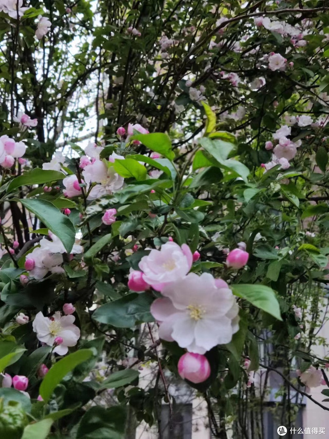 春日遛娃出游（二）|  带娃野湖捞鱼虾，满载而归！