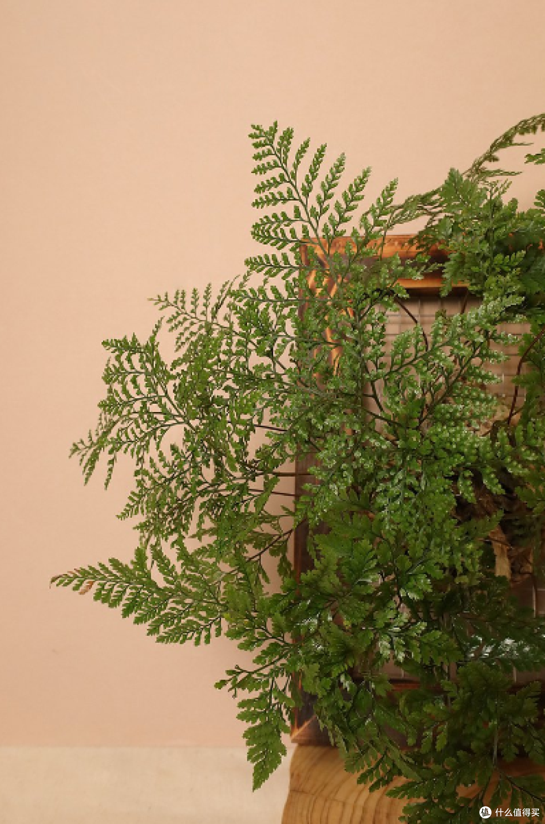 室内绿植-兔脚蕨-感觉很独特-个人超级喜欢