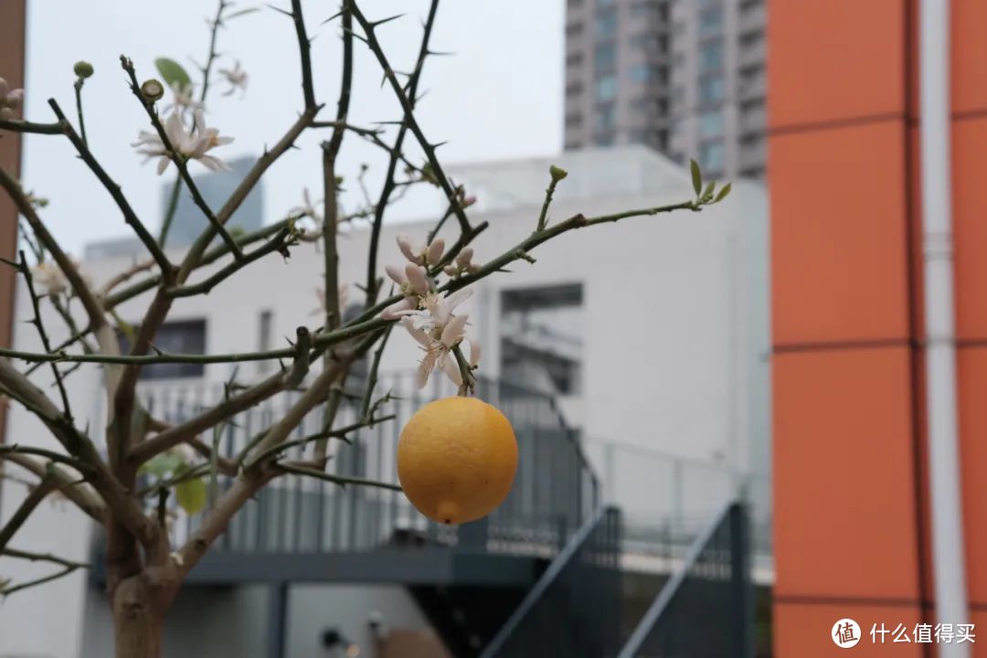 在上海3天，这条小马路我走了5遍也没逛透。