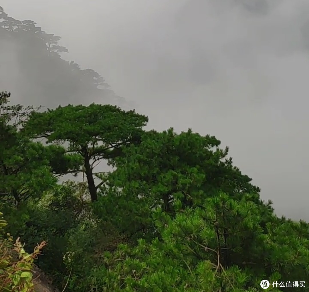 口碑高开低走的黄山毛峰如何选择！？