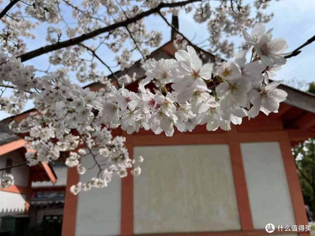 吐槽南京的旅游帖子刷屏，你们可别来南京看樱花