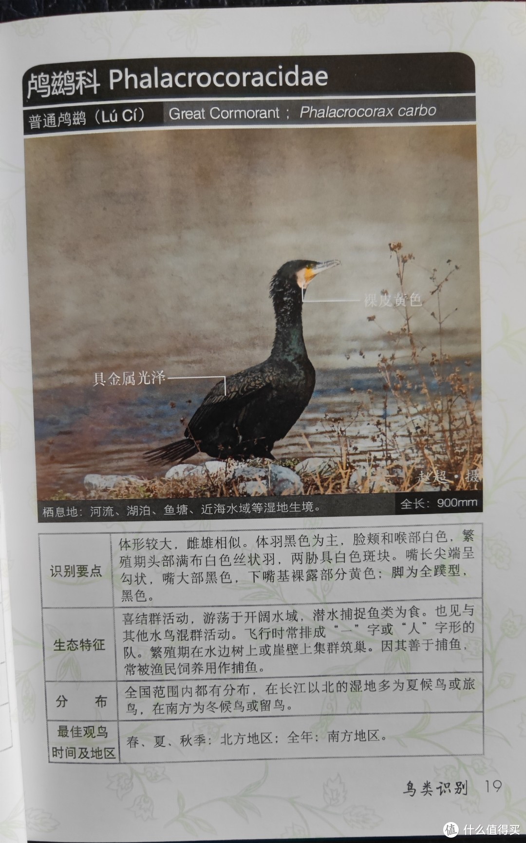 “鸟人”入门必备工具书推荐《中国鸟类观察手册》和《野外观鸟手册》。