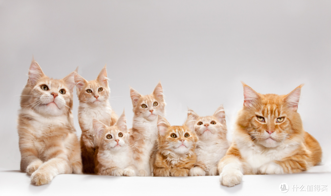 看到这12种猫咪的优缺点，你喜欢哪一个？