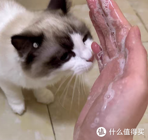 小猫洗澡也选专用的浴液