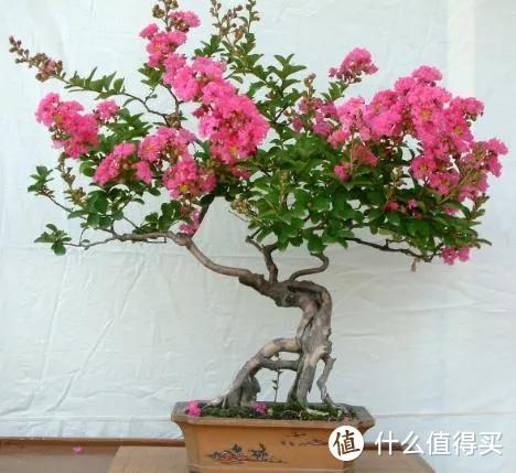 4种“寿星树”摆客厅，寓意好又贵气，养护简单，能养上百年
