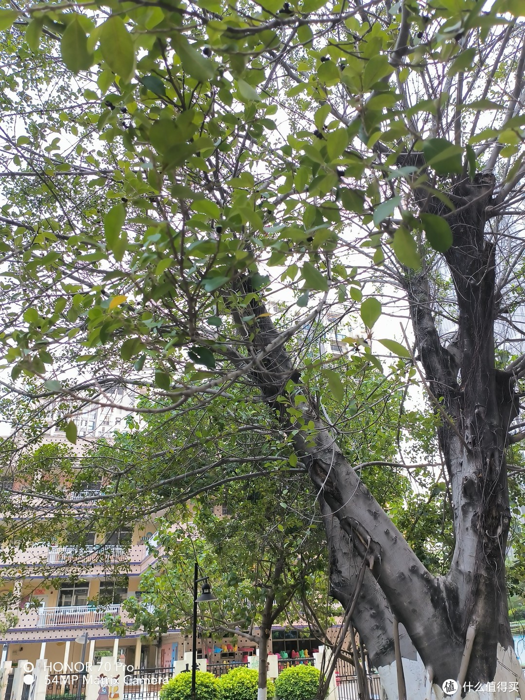 南方种植树木对土壤有没有什么要求