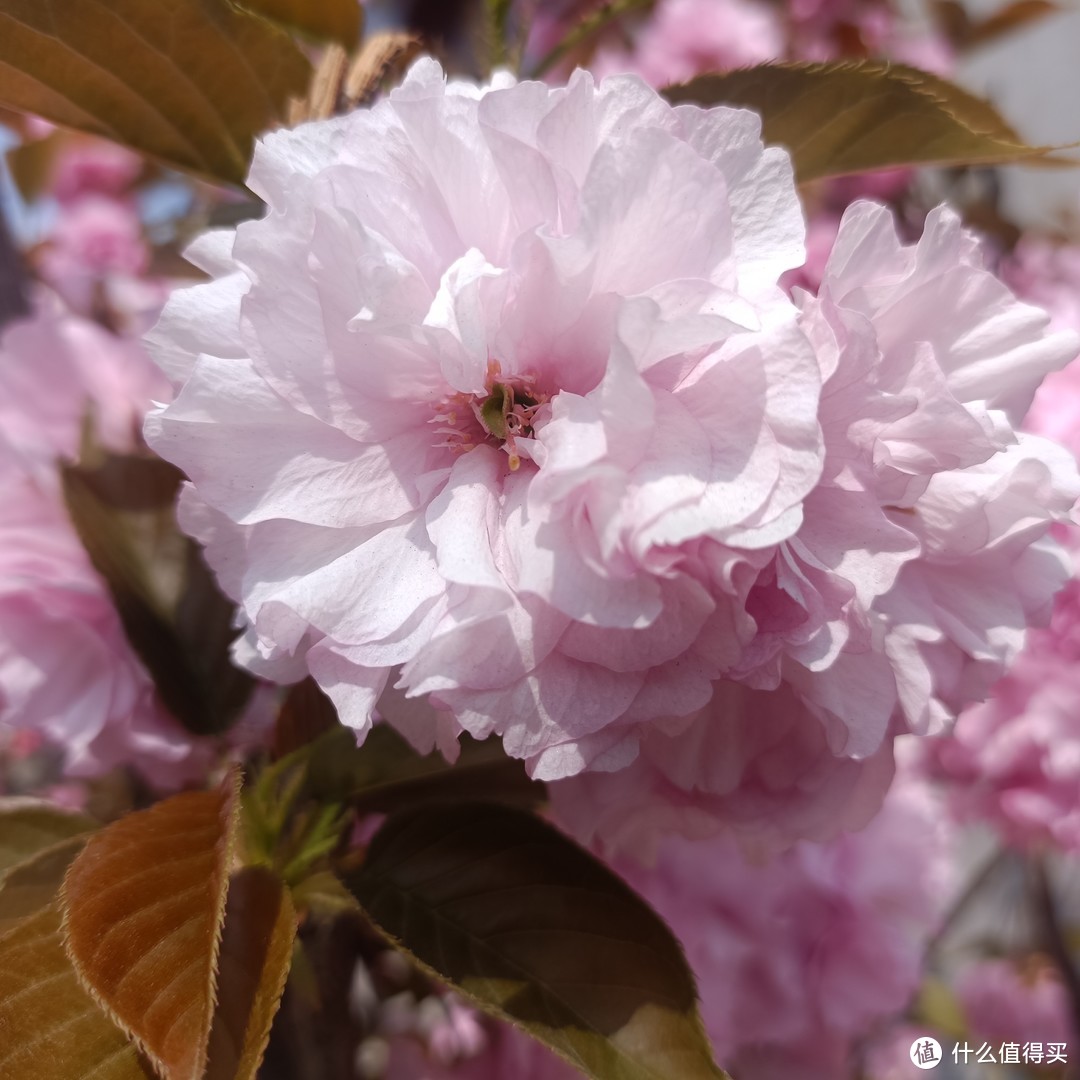 这种植物很好养:纯洁美丽的樱花