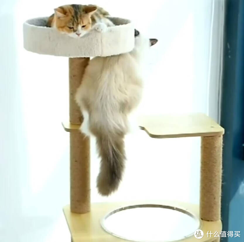 大家来看看我选的猫爬架，给猫主子打造一个嬉戏乐园