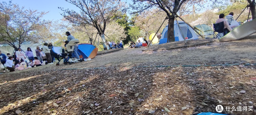 轻装上阵，植物园春游/露营🏕体验/上海龙吴路植物园游记攻略/春日游记/园林赏花看风景