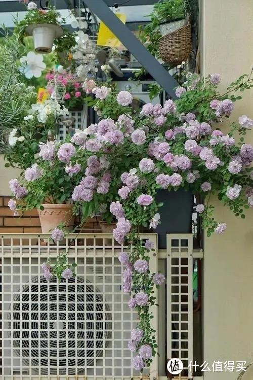 春天的庭院，就养“3种花”，花香花多爬满围墙，一株能开千朵花