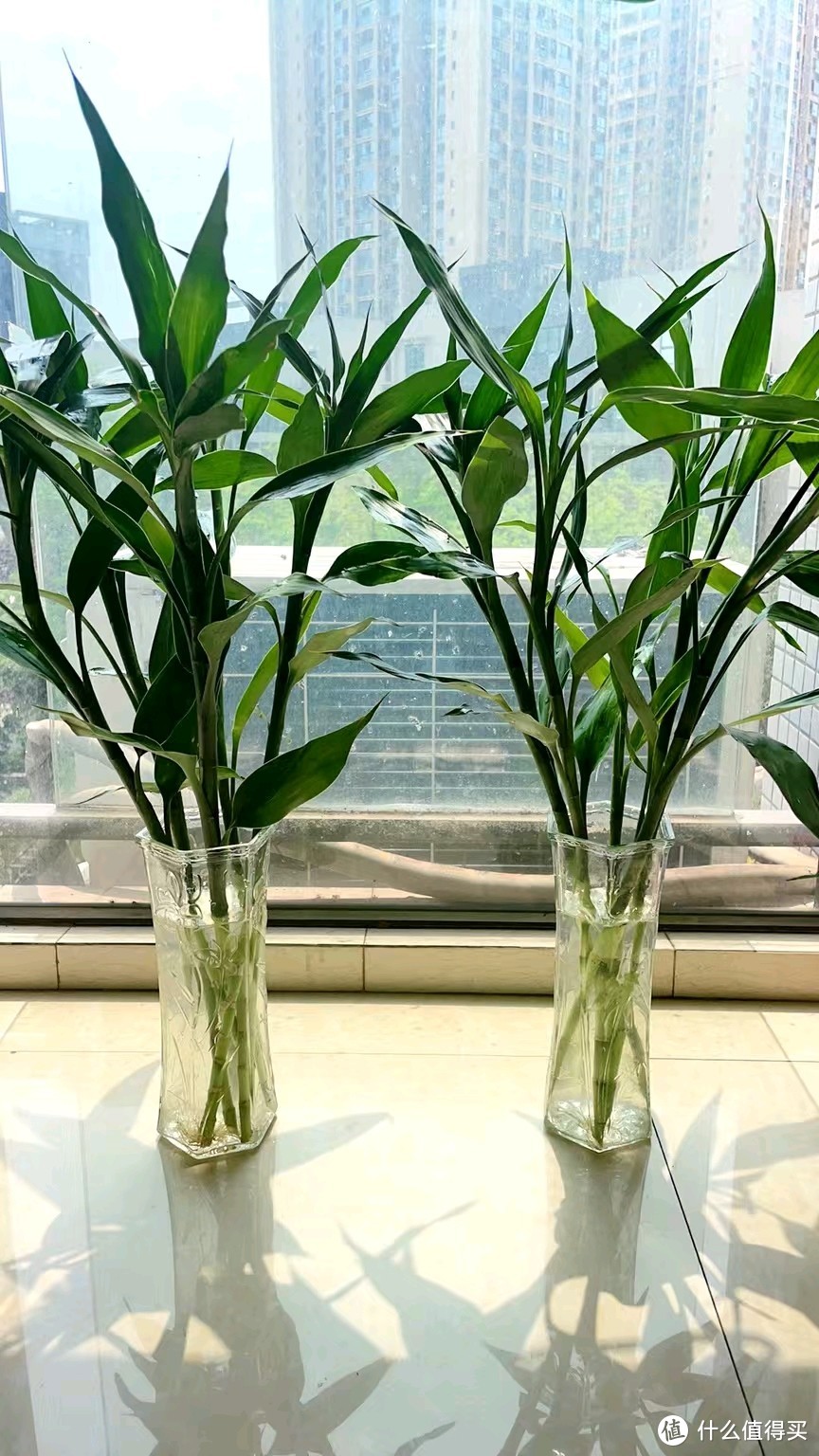 第1次种植水培富贵竹。