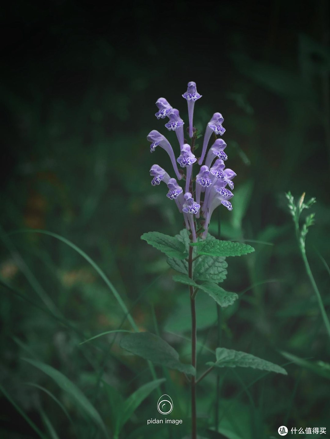 常规视角（平拍）拍花