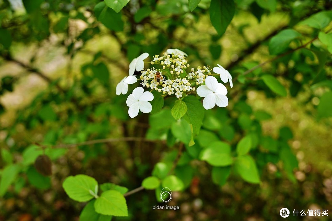 广角镜头拍花（20mm焦段）