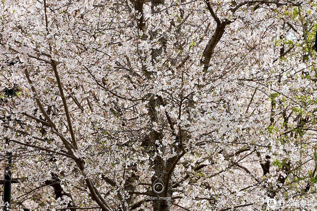 眼花缭乱的花（反例）