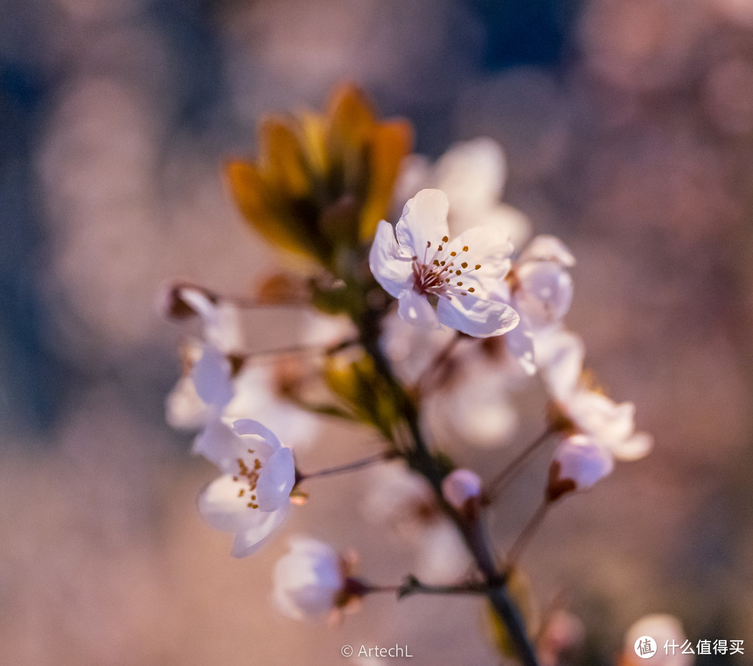 地表最强35mm - Sony 35mm F1.4 G-Master