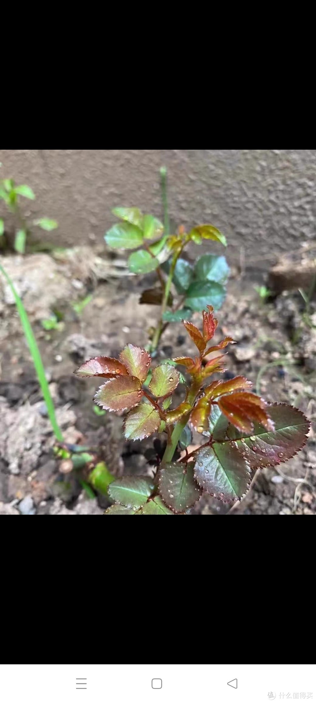 5棵9.9元玫瑰花苗老桩月季特大植物室内外盆栽阳台四季开花卉不断