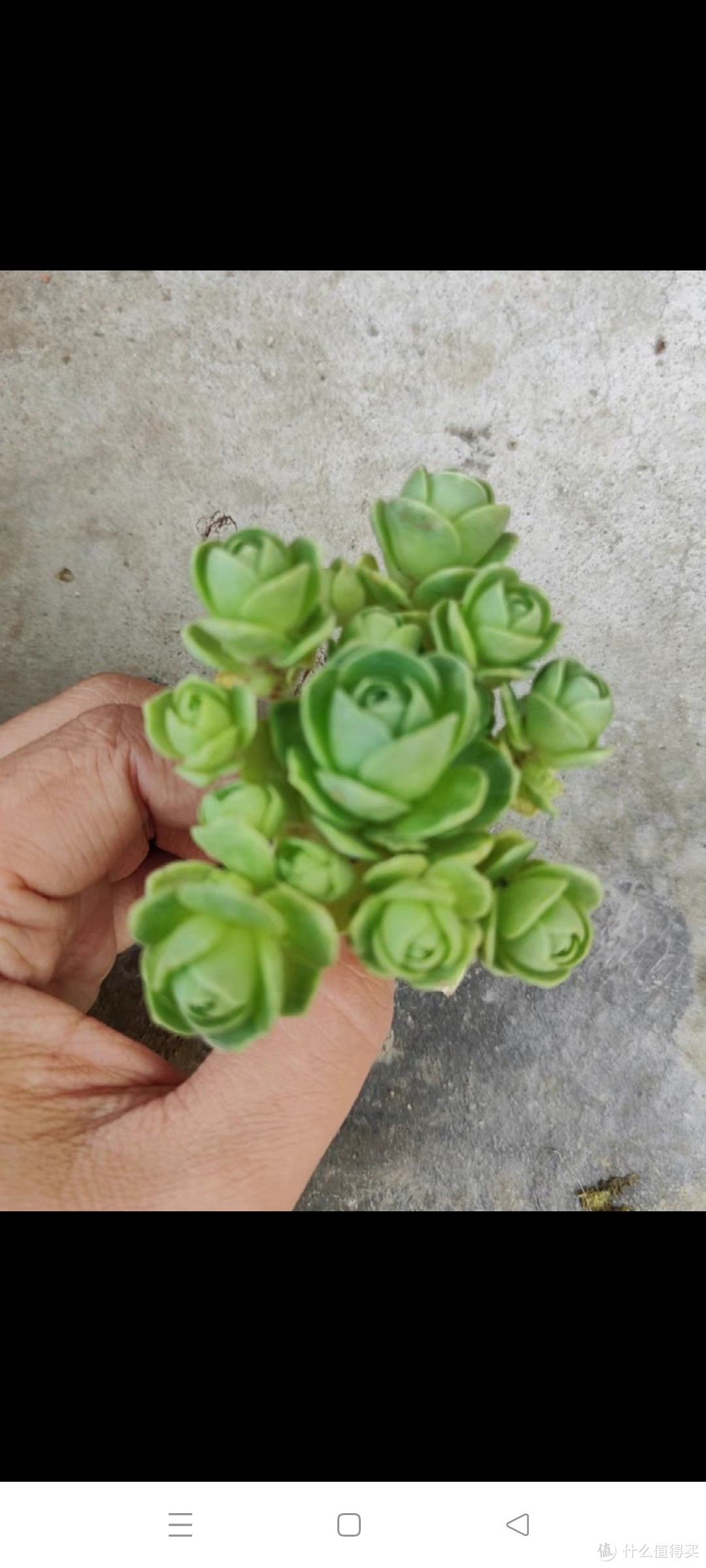 稀有品种多肉植物老桩山地玫瑰大颗室内好养精品群生肉肉小盆栽绿