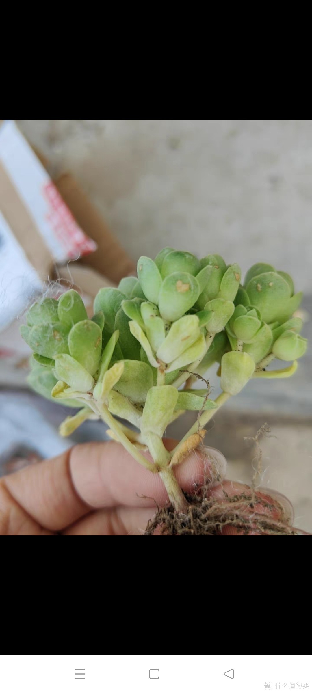 稀有品种多肉植物老桩山地玫瑰大颗室内好养精品群生肉肉小盆栽绿