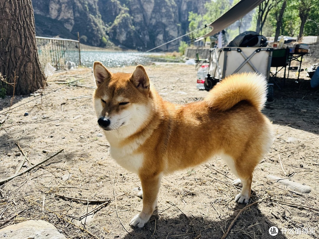 带狗狗去露营鸭