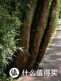 深圳骑行自行车道路线推荐